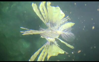 Webasto und ein Feuerfisch